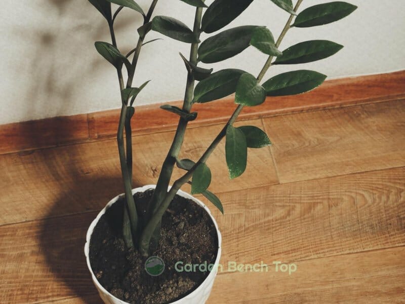 zz plant toxic to pets