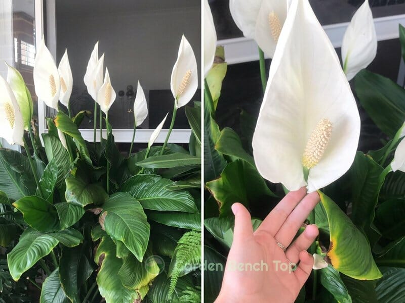 10 year old peace lily