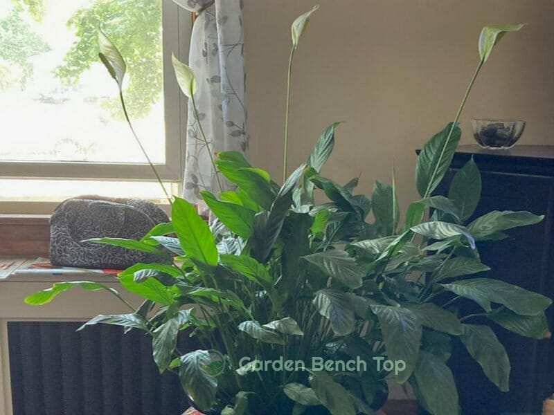 30 Year Old Peace Lily