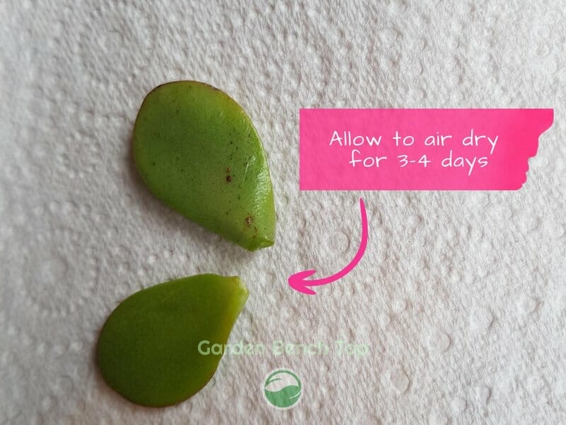 3. Air Dry Your Leaves