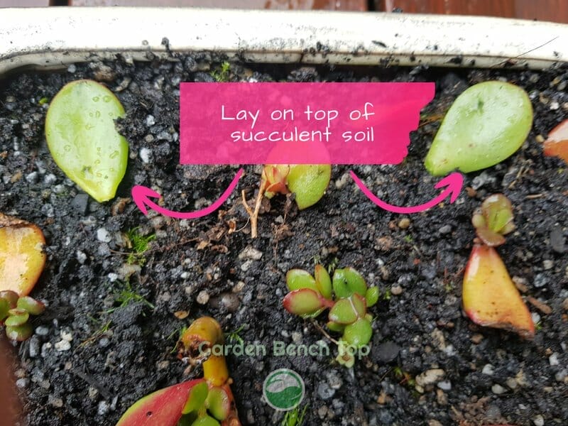 4. Lay Your Cured Leaves on Soil.