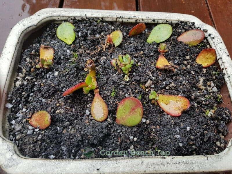 5. Mist Your Jade Leaves