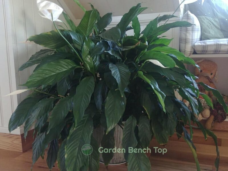 9 Year Old Peace Lily