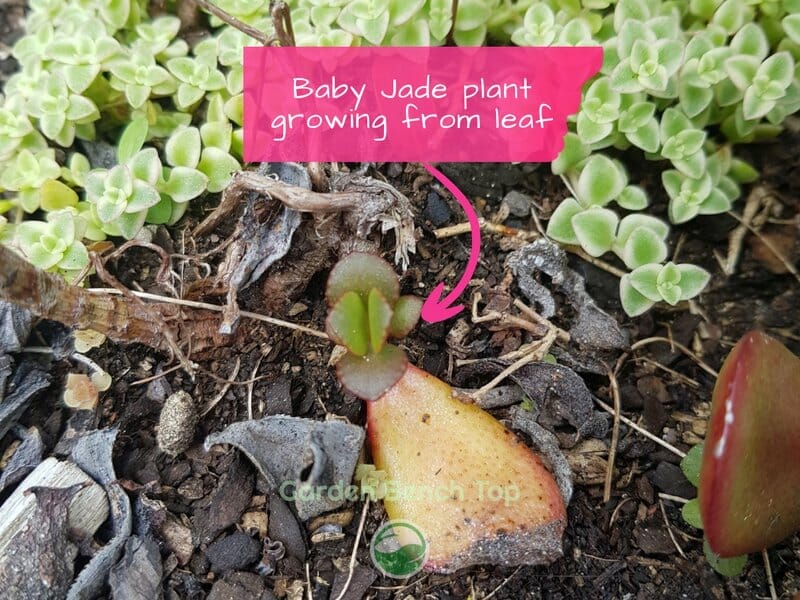 Baby Jade plant growing