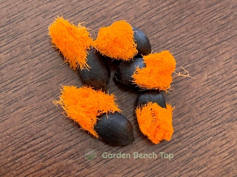 Bird of paradise seeds