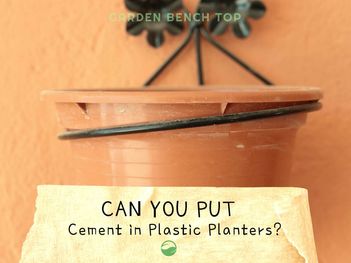 Can you put Cement Plastic Pots? [ANSWERED + Alternatives]