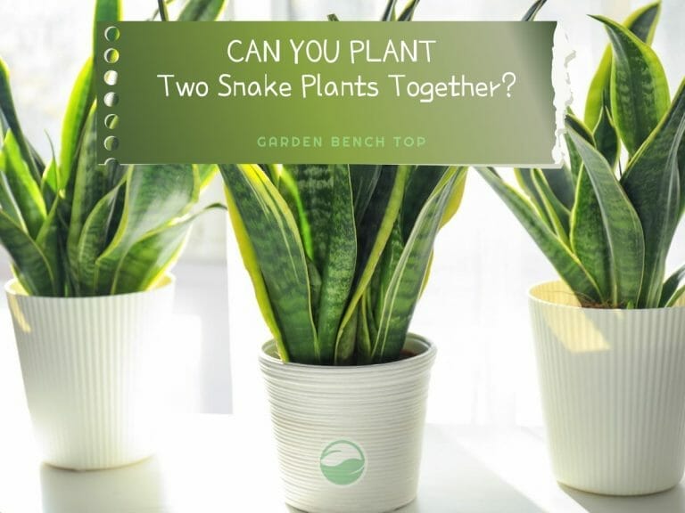 Can you Plant Two Snake Plants Together cover