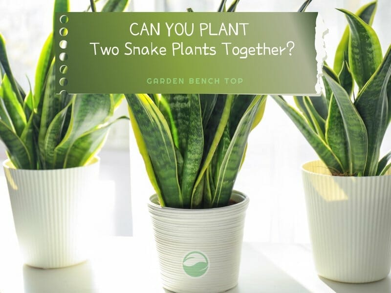 Can you Plant Two Snake Plants Together