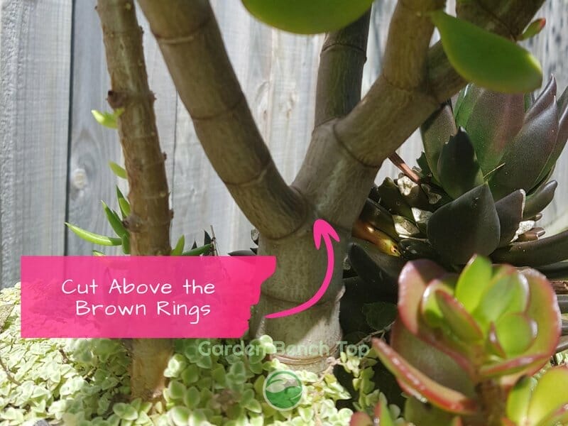 Jade tree showing where to cut for topping it off