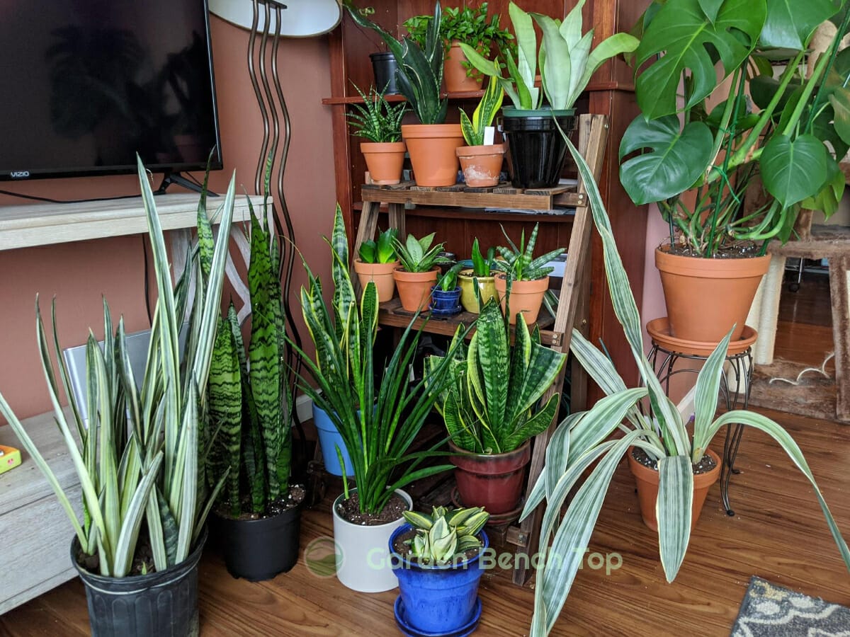 Sansevieria Silver Queen Care Guide (with Propagation Techniques)