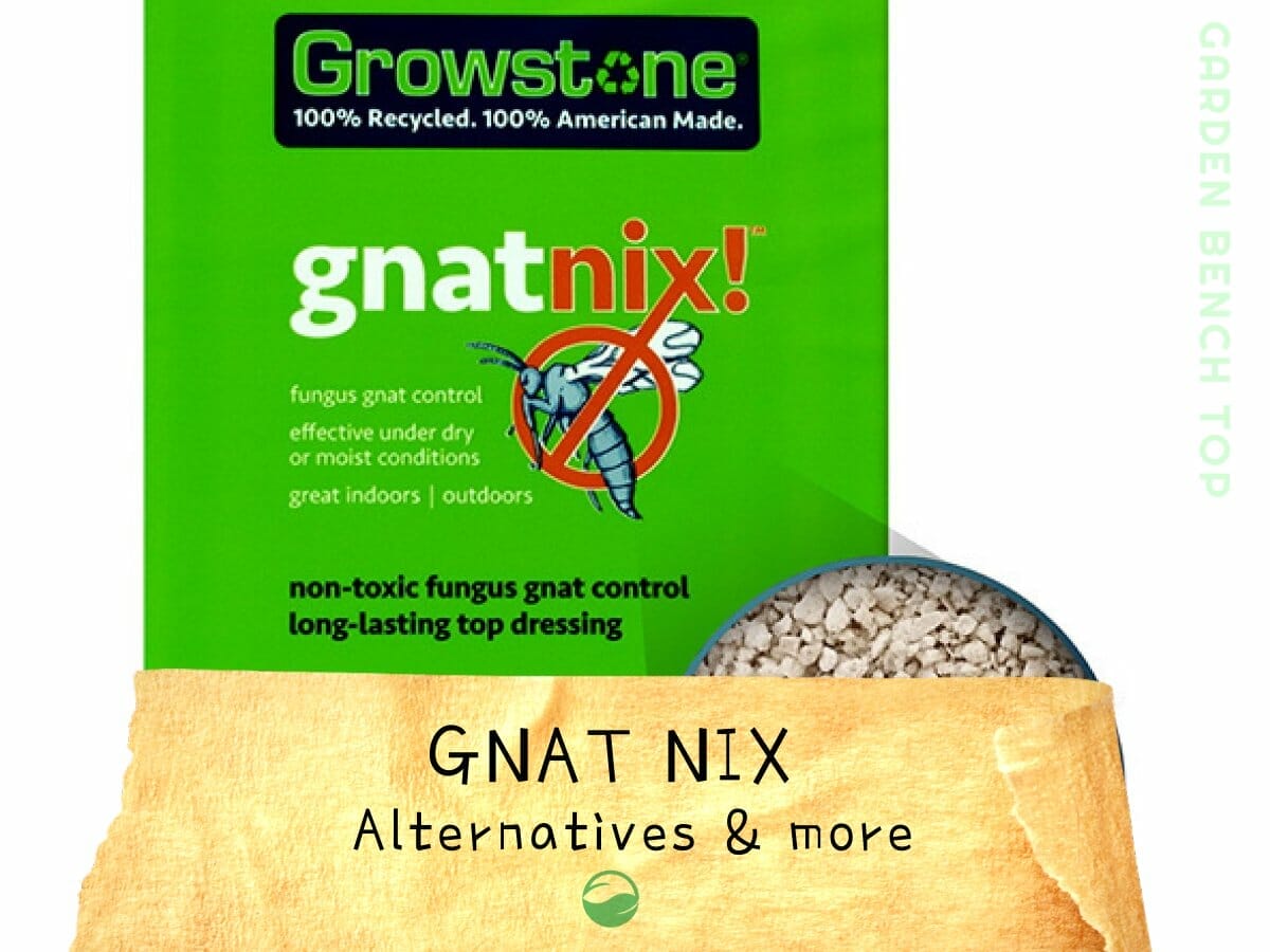 What Happened to Gnat Nix? (+ Easy Alternatives)
