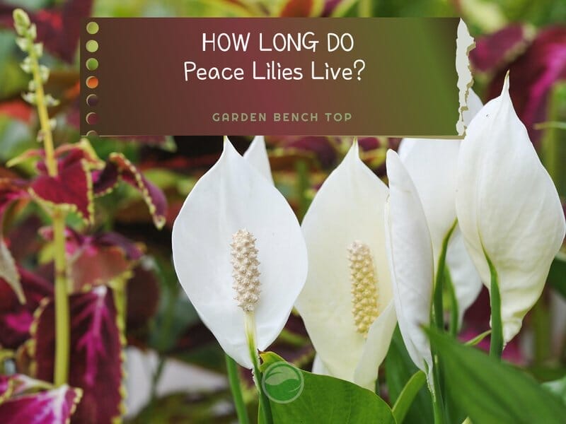 How Long Do Peace Lilies Live