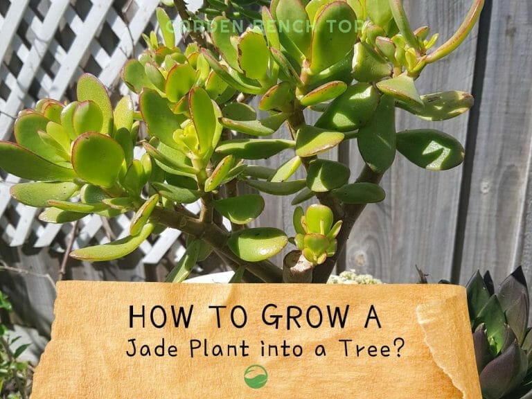 How to Grow a Jade Plant into a Tree