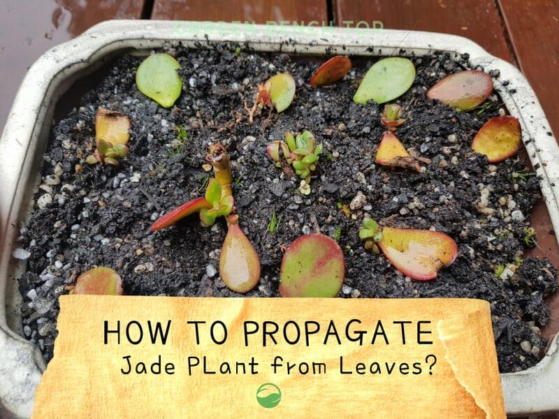 How to Propagate Jade Plant from Leaves