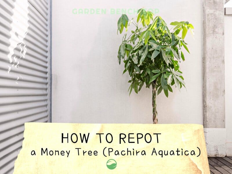 How to Repot a Money Tree