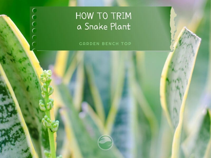 How to Trim a Snake Plant