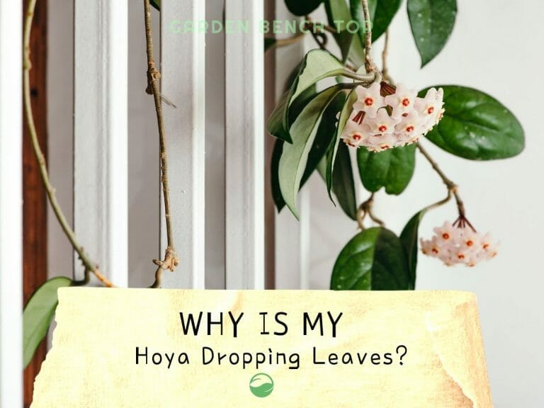 Hoya Dropping Leaves
