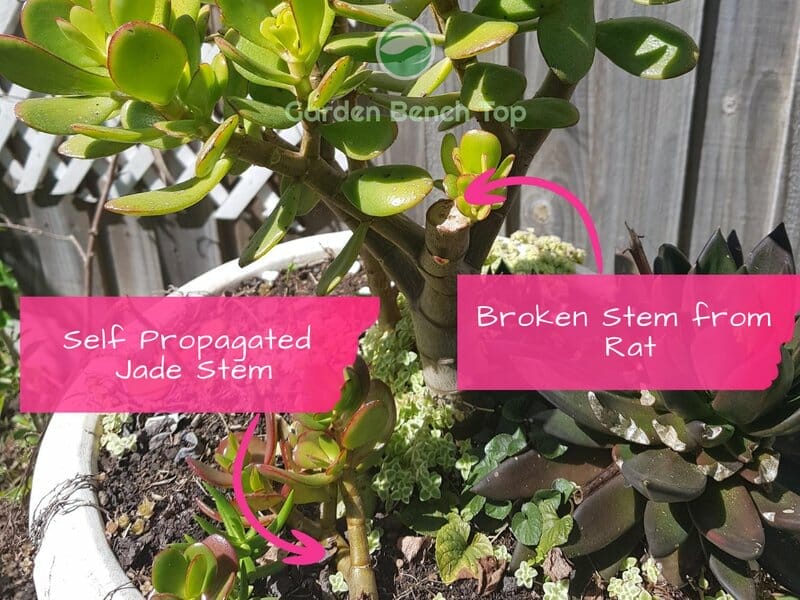 Jade Tree Broken Stem with self propagated branch