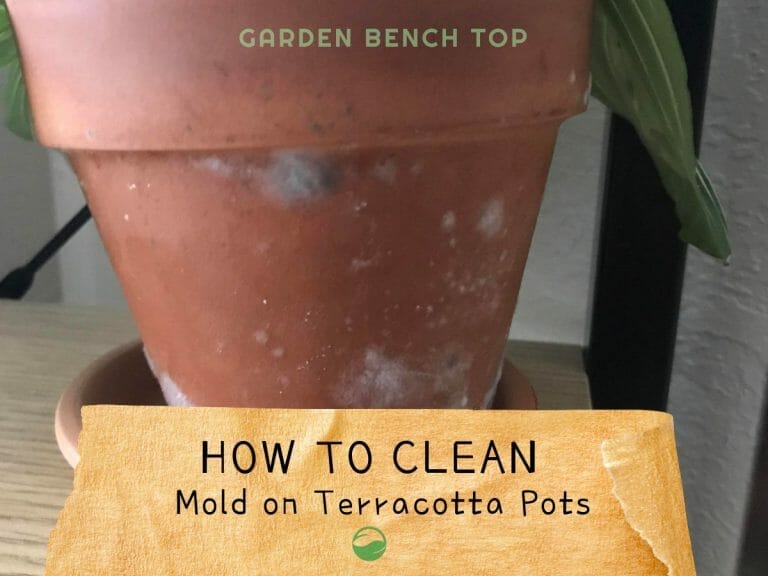 Mold on Terracotta Pot