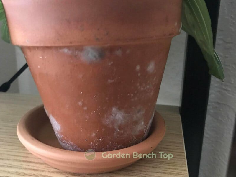 Mold on Terracotta Pots