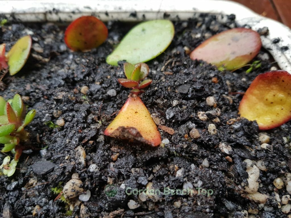 New baby Jade plants