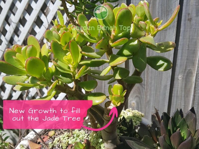 New Growth Jade Tree
