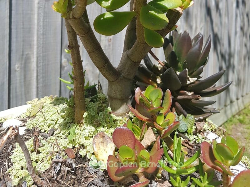 New Jade Trees Growing in succulent pot
