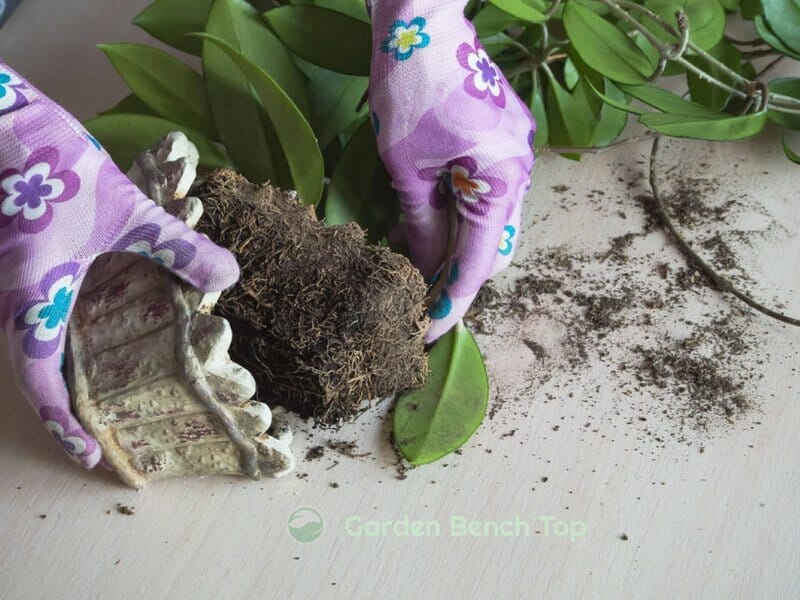 Repotting Hoya
