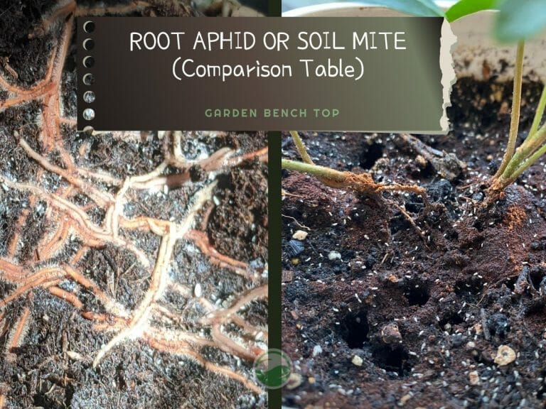 Root Aphids or Soil Mites