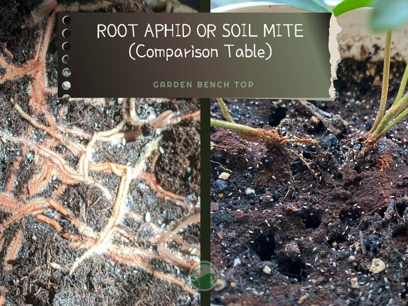 Root Aphids or Soil Mites