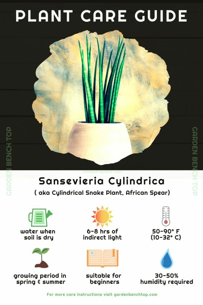 Sansevieria Cylindrica Quick Care Guide