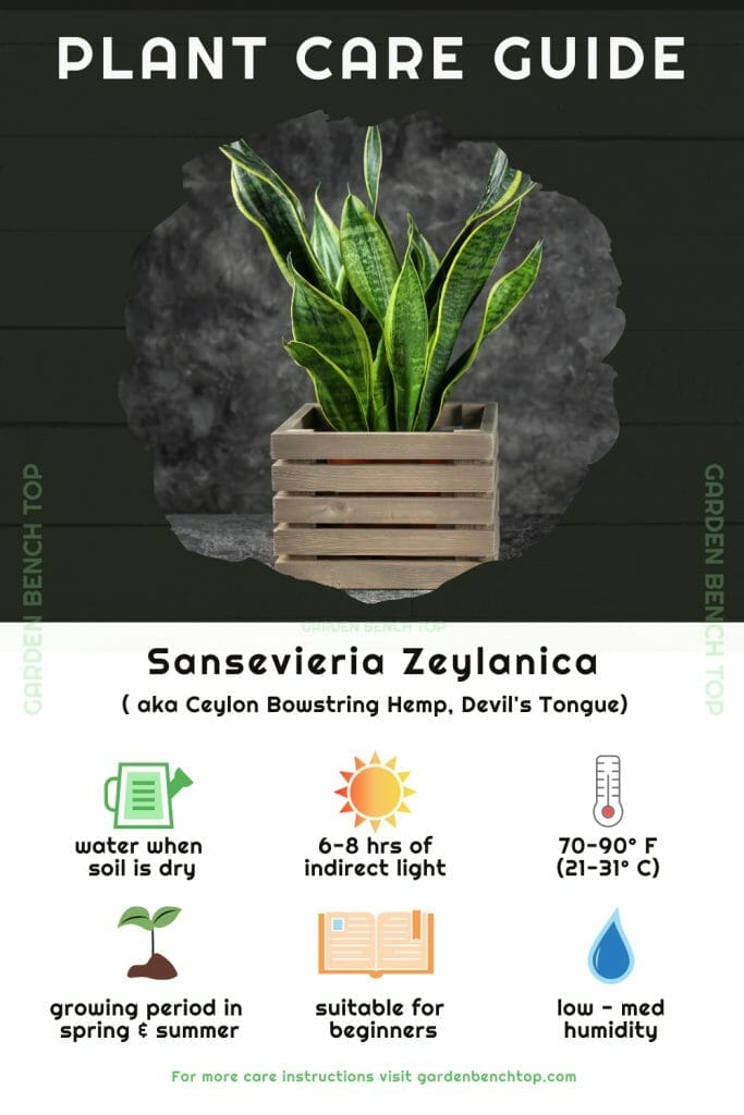 Sansevieria Zeylanica Quick Care Guide
