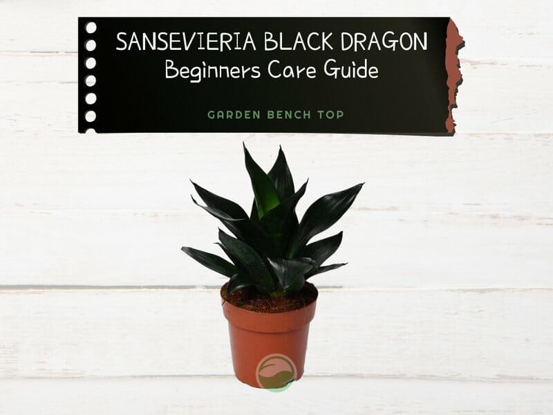Sansevieria Black Dragon
