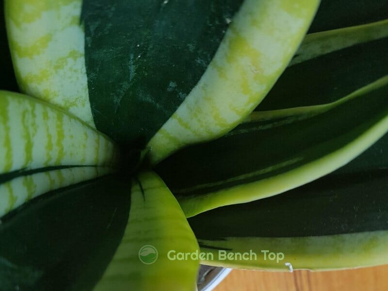 Sansevieria Black Gold Foliage