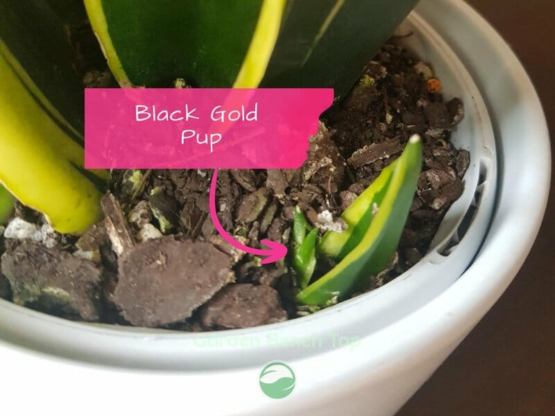 Sansevieria Black Gold Pup