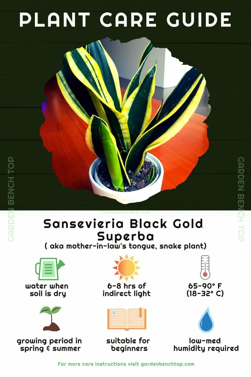 Sansevieria Black Gold Quick Care Guide