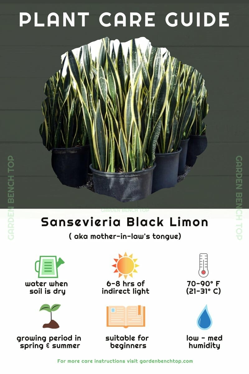 Sansevieria Black Limon Quick Care Guide