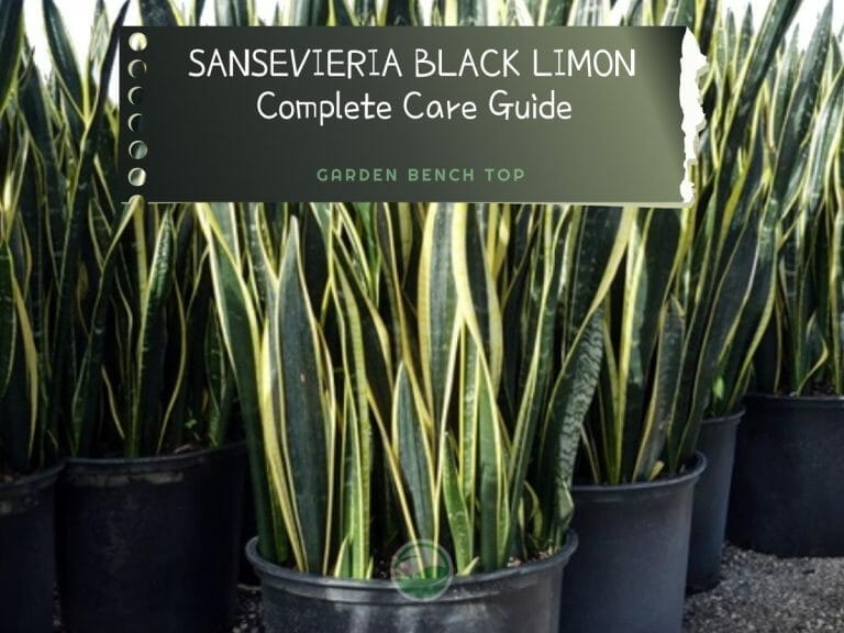 Sansevieria Black Limon