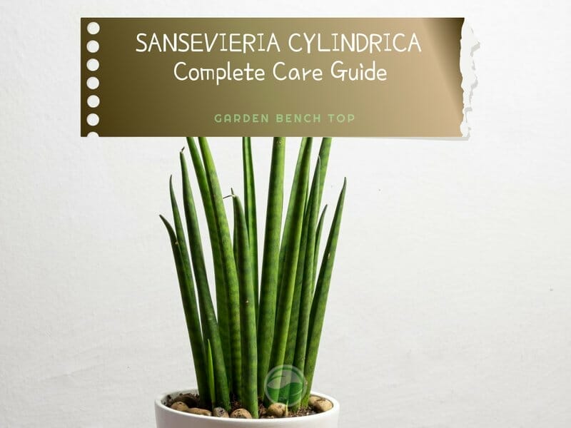 Sansevieria Cylindrica