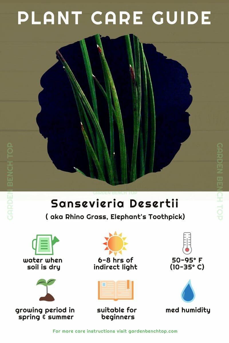 Sansevieria Desertii
