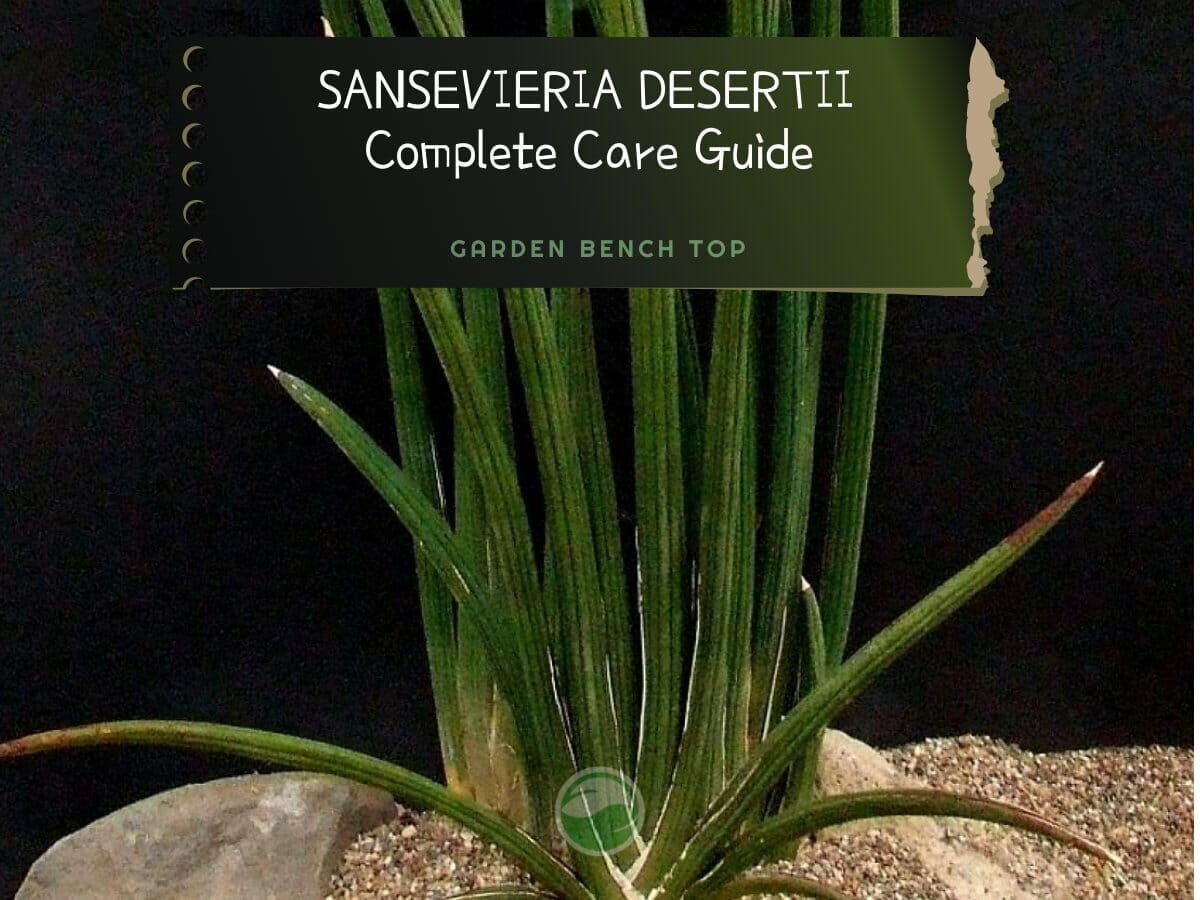 Snake Plant Pests & Diseases (And How to Get Treat Them)