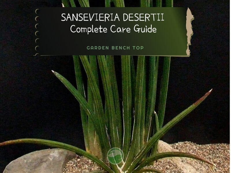 Sansevieria desertii