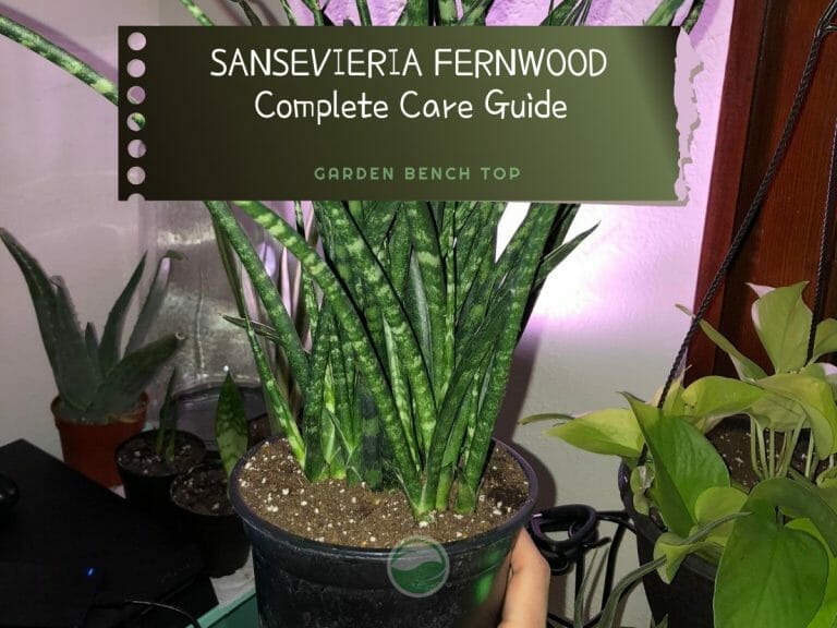 Sansevieria Fernwood