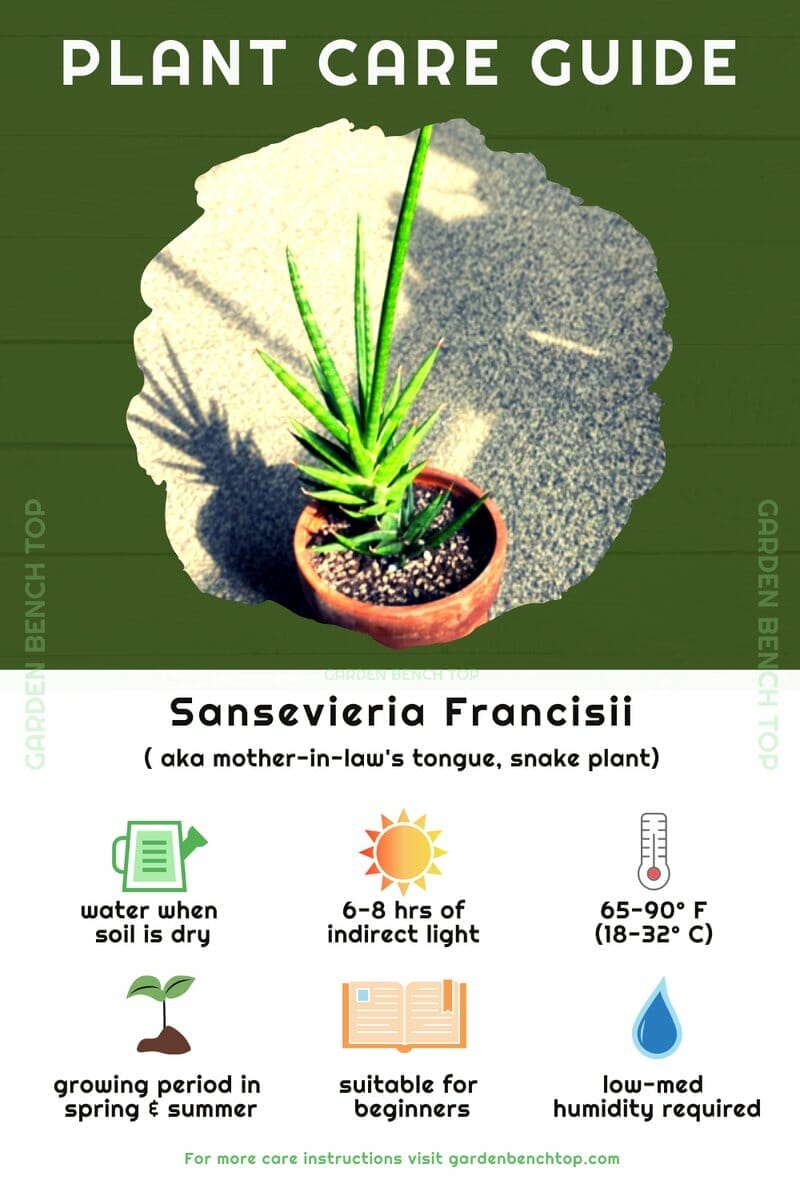 Sansevieria Francisii Quick Care Guide