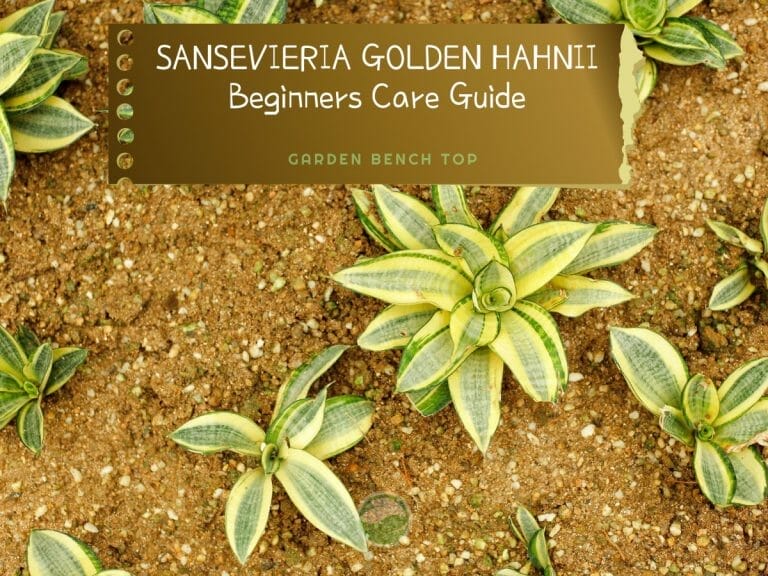 Sansevieria Golden Hahnii cover