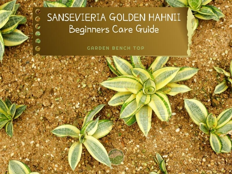 Sansevieria Golden Hahnii