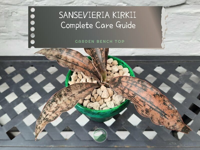 Sansevieria Kirkii