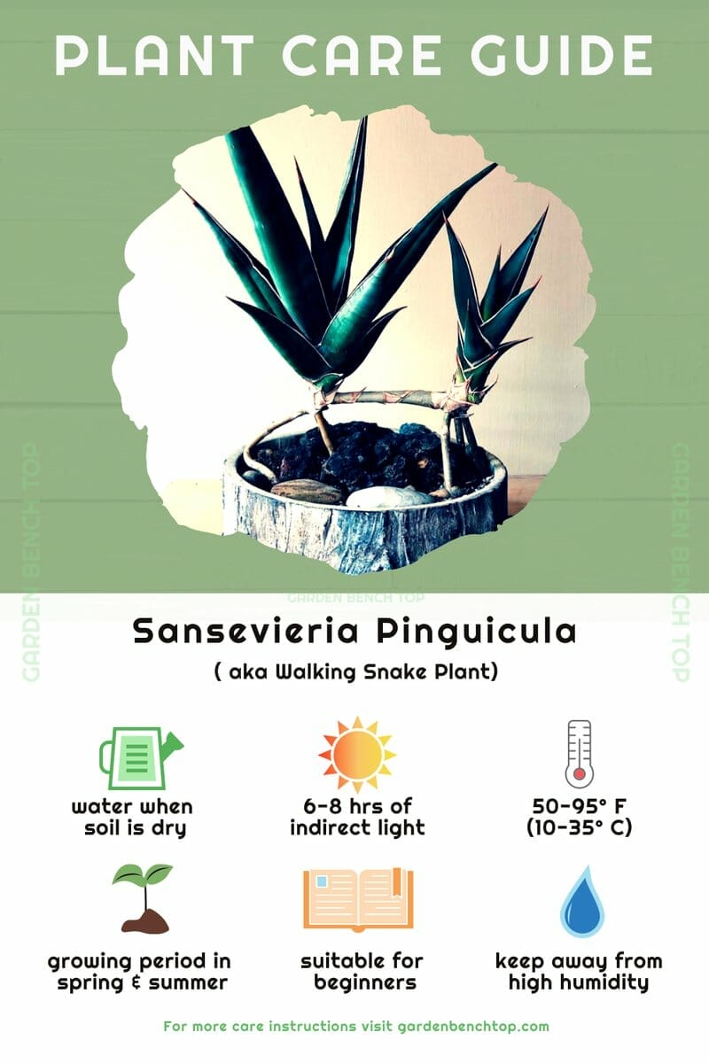 Sansevieria Pinguicula Quick Care Guide