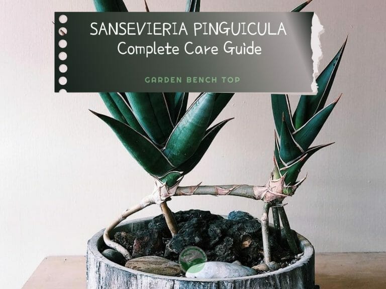 Sansevieria Pinguicula cover