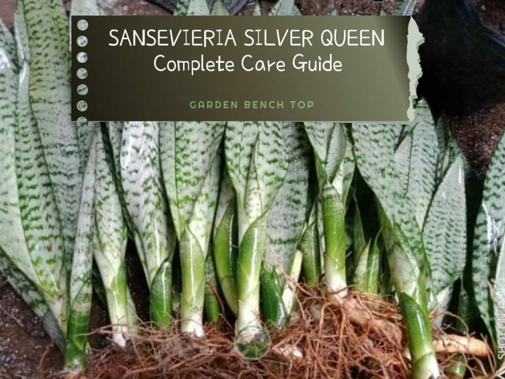 Soil Finger Test The Fool Proof Strategy for Watering Plants